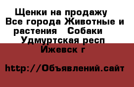 Щенки на продажу - Все города Животные и растения » Собаки   . Удмуртская респ.,Ижевск г.